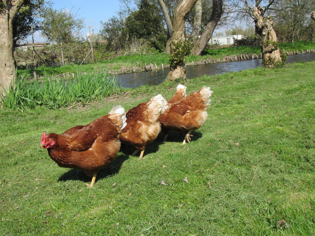 Bed&Brood De Straverdonk Graft Bagian luar foto